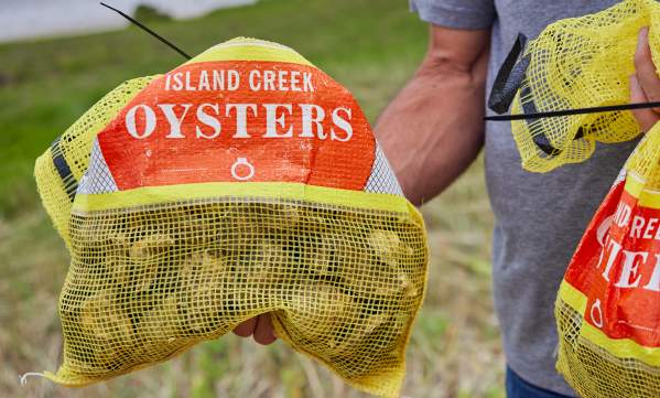 Bag of oysters from Island Creek Oysters