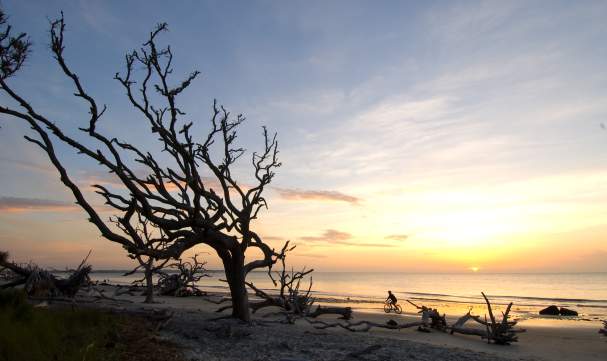 Weathered driftwood lines this hauntingly beautiful beach on Jekyll Island, Georgia