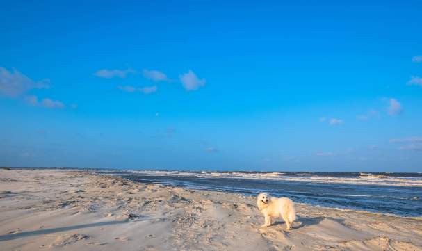 4 Pet-Friendly Activities in the Golden Isles