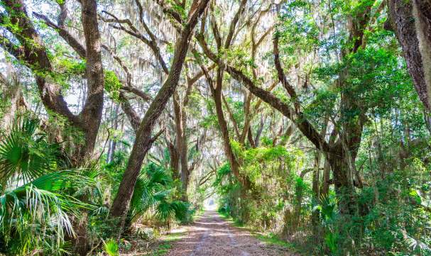 Scenic walking and hiking trails wind through an untouched maritime forest on St. Simons Island, GA