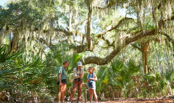 Top 10 Island Tours in the Golden Isles