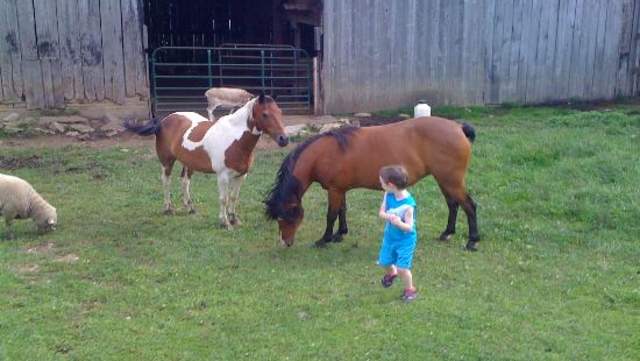 Learning Tree Farm
