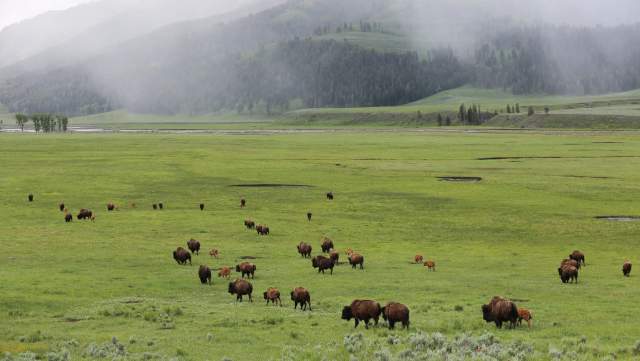 A herd of bison walking across Yellowstone National Park.