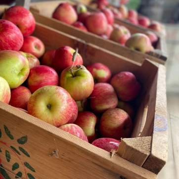 Fall Apple Picking
