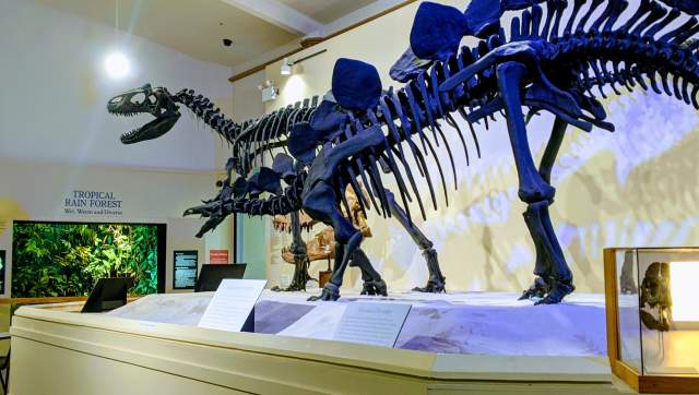 Dinosaur exhibit at the MSU Museum