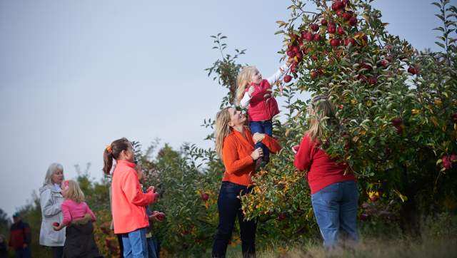 Family picking apples