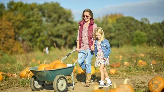 Child holding mother's hand walking through a pumpkin field with a wheelbarrow filled with pumpkins