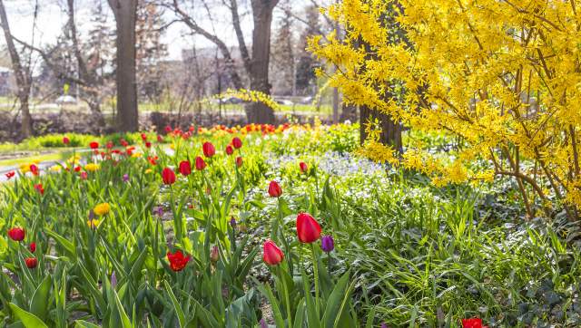 Tulips and Forsythia in bloom by the River Walk at MSU