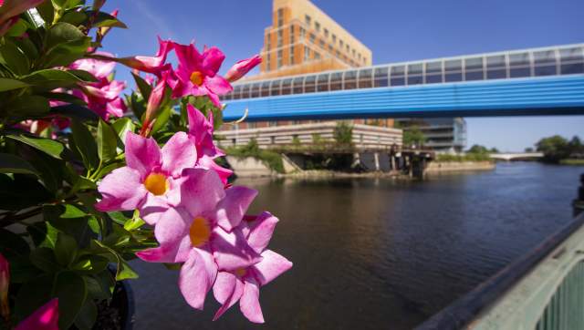 Bright pink flowers in front of the Grand River and the Skybridge in downtown Lansing