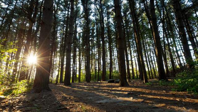 Sunset within a forest