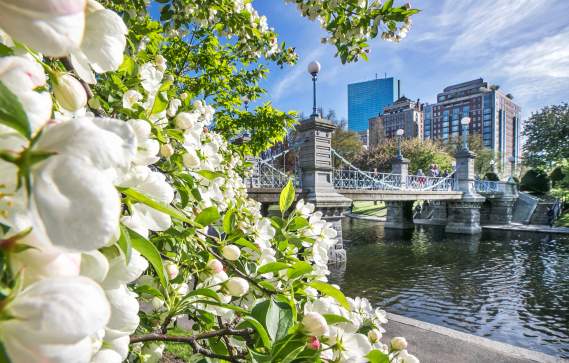 Public Garden Blooms & Bridge