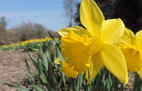 Boston Strong Daffodils