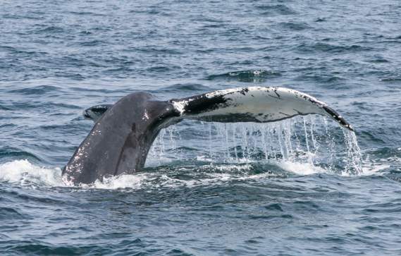 Boston Harbor City Cruises: Whale Watch