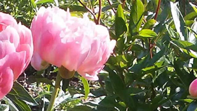 Essential Gardens