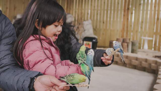 Family of 3 feeding budgies