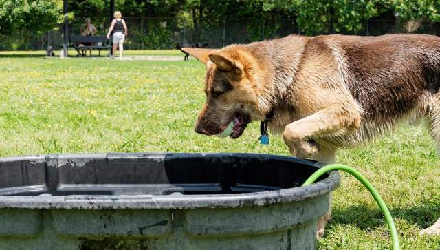 dog playing