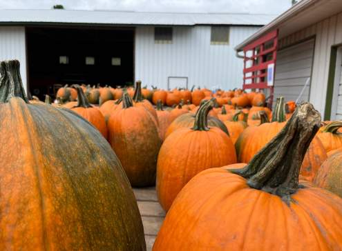 Halloween in Oshkosh