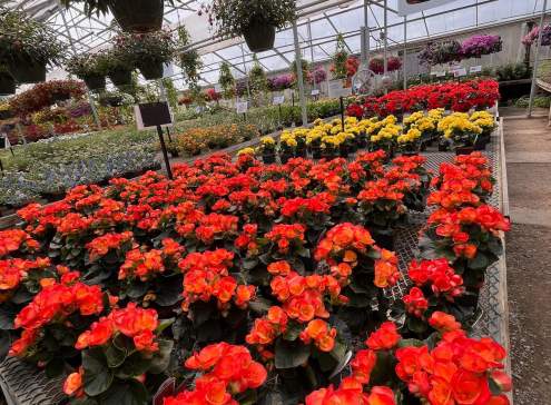 Oshkosh's Bloomin' Floral Shops & Garden Centers