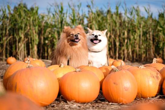 Two dogs at Cotswold Farm Park's pumpkin patch in the Cotswolds.