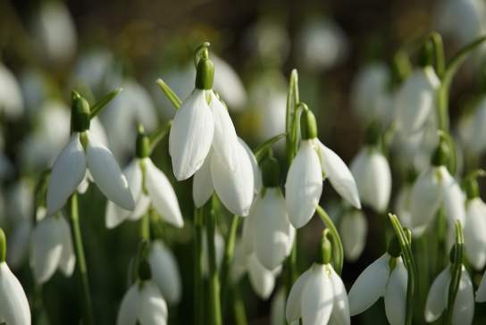 Snowdrops
