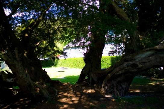 Image of Llangernyw Yew Tree