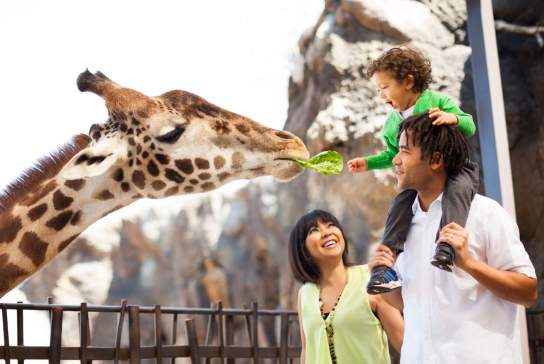 Kid Feeding Giraffe