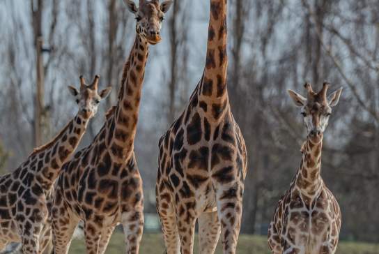 Rare northern giraffes