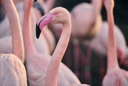 Greater flamingos at Chester Zoo