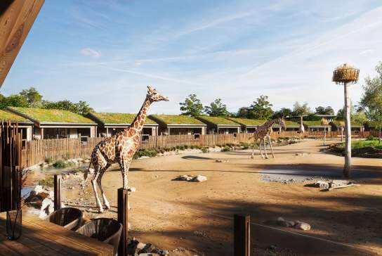Artists Impression of The Reserve at Chester Zoo