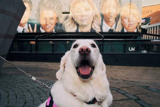 The Paw-fect Weekend: A 24-Hour Dog-Friendly Itinerary in Derry~Londonderry