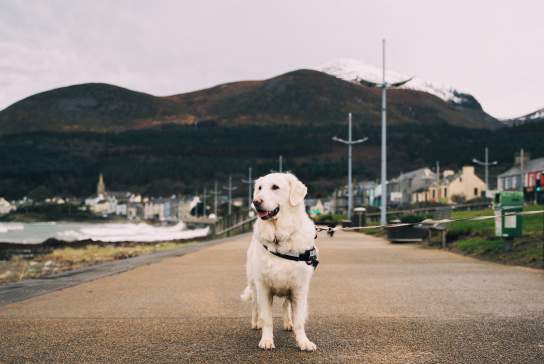 Dog-Friendly Down: A 24-Hour Dog-Friendly Itinerary In County Down