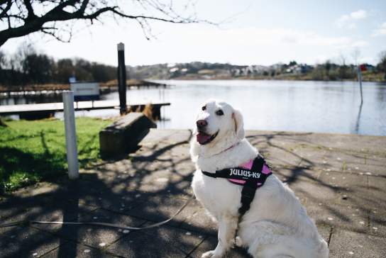 Un-Fur-Gettable Fermanagh: A 24-Hour Dog Friendly Itinerary In Enniskillen & Fermanagh