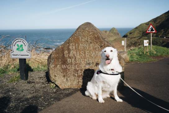 A 24-Hour Dog Friendly Itinerary For The Causeway Coastal Route