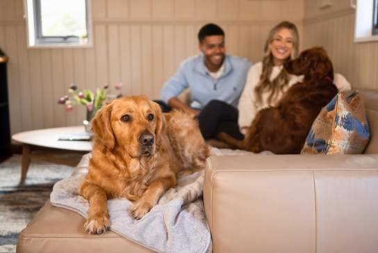 Golden retriever sits on the sofa, while a couple play with another dog in the background