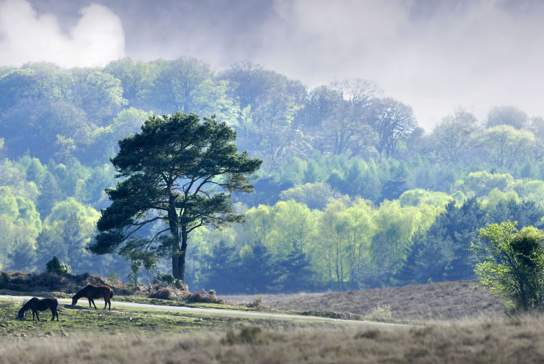 The enchanting New Forest is a short drive from Southampton.