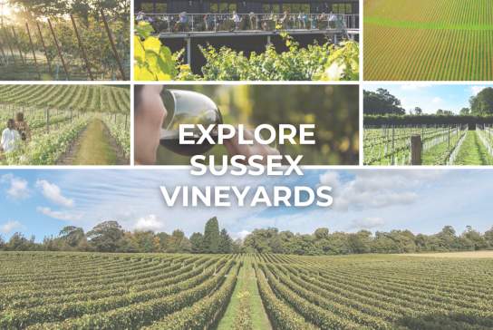 Discover Sussex Vineyards