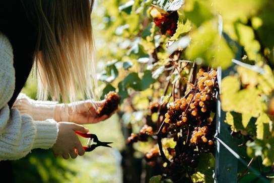 Best Vineyard Harvest Experiences in Sussex: Grape Picking, Wine Tastings and Harvest Festivals