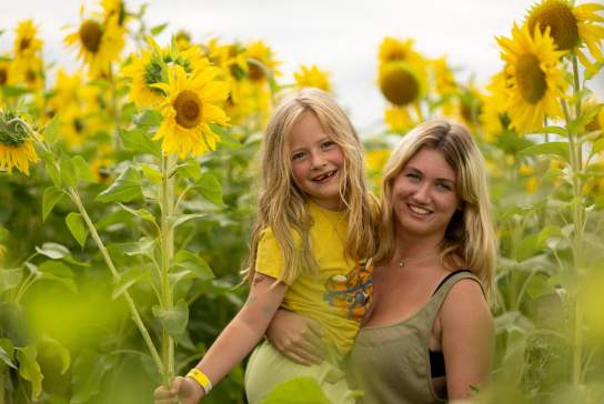 Sunflower Maze at Cowdray