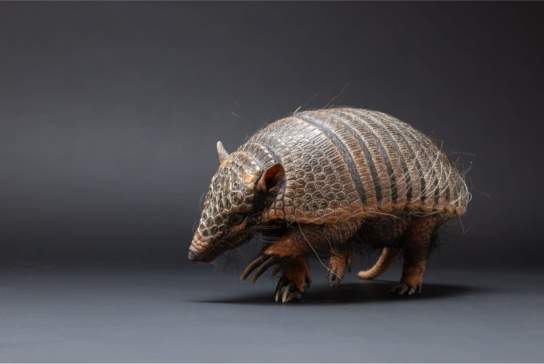 Extreme Animals Alive en el HMNS