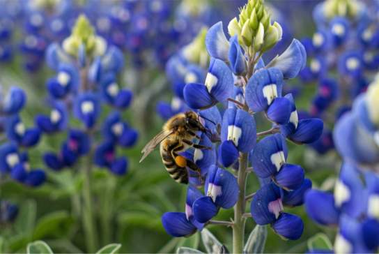 Houston Home + Garden Show