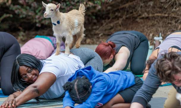 Goat Yoga🐐
