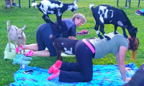 Goat yoga