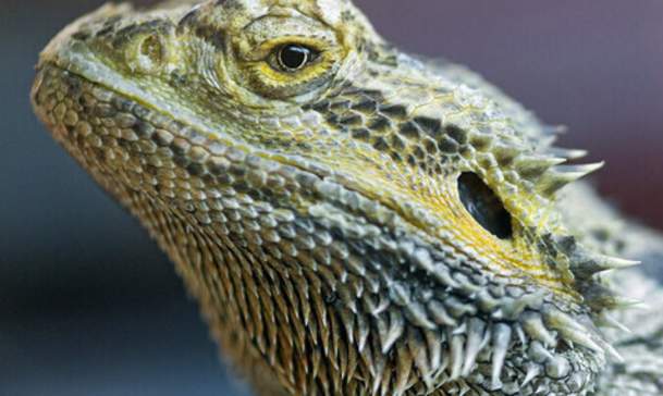 Repticon Atlanta