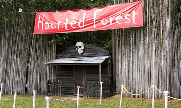 Buford Corn Maze: Haunted Forest