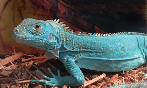 Repticon Atlanta