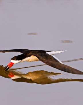 Black Skimmer