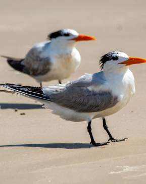 Royal Tern
