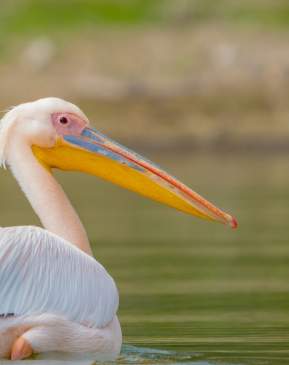 White Pelican