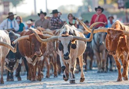 Historic Cattle Drive