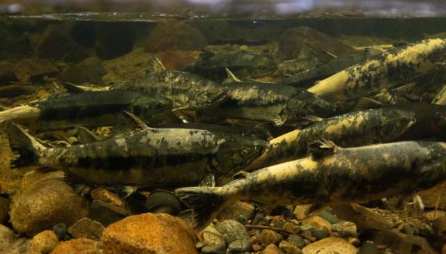 The Best Places to View Spawning Salmon on the Sunshine Coast